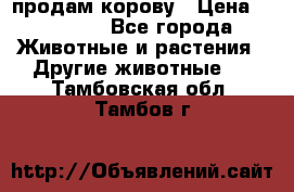 продам корову › Цена ­ 70 000 - Все города Животные и растения » Другие животные   . Тамбовская обл.,Тамбов г.